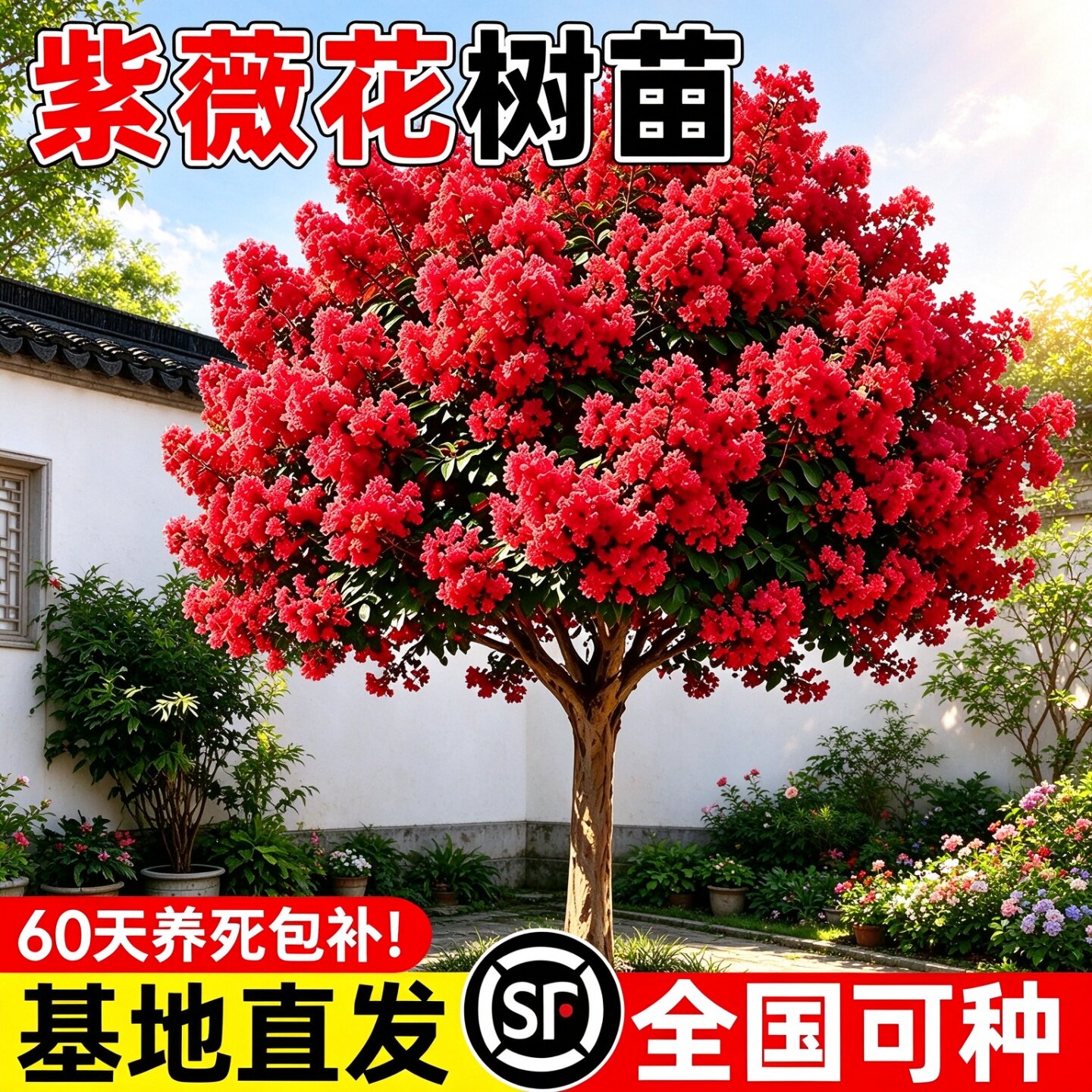 紫薇花树苗百日红老桩盆栽庭院别墅道路绿化风景大树易成活观花植