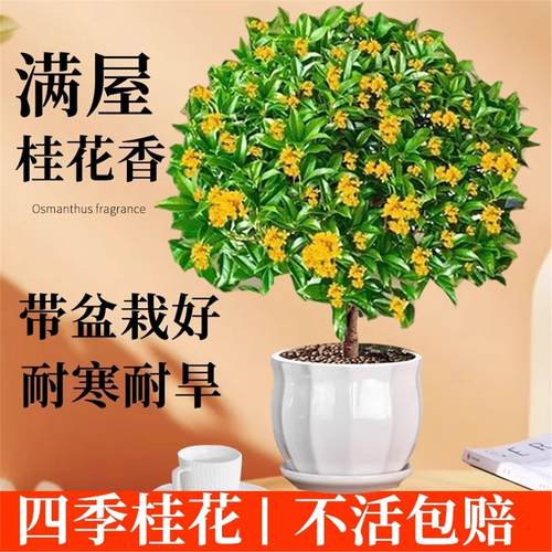 四季桂花盆栽树苗丹金桂浓香型