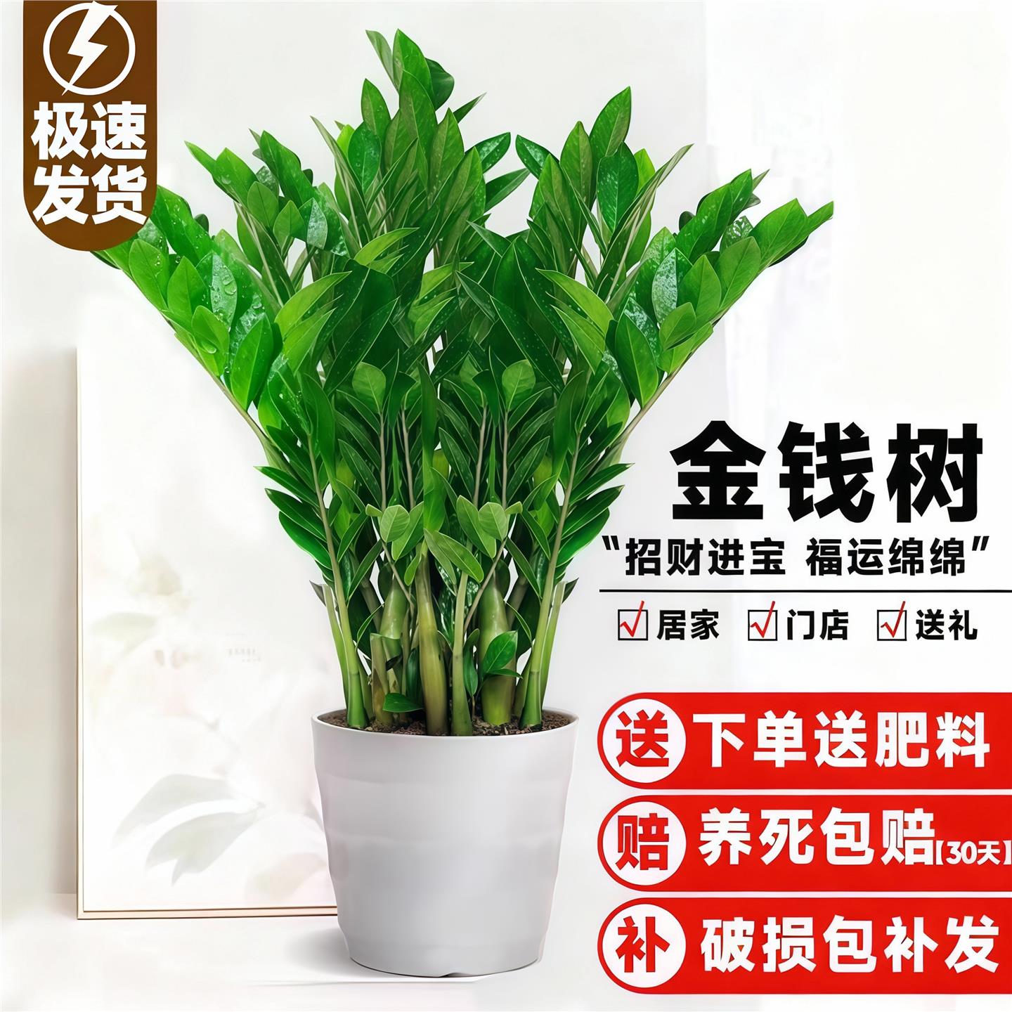 金钱树盆栽植物室内客厅绿植好养