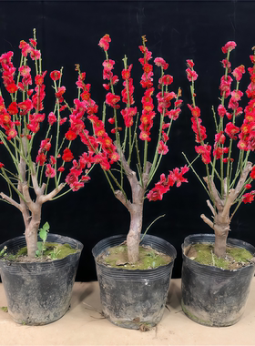 梅花盆栽老桩红梅腊梅老桩盆景树苗绿梅花卉耐寒植物室内阳台庭院