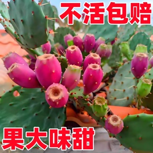 开花结果可食用仙人掌虎头团扇仙人掌耐热耐寒耐旱好养室外可过冬