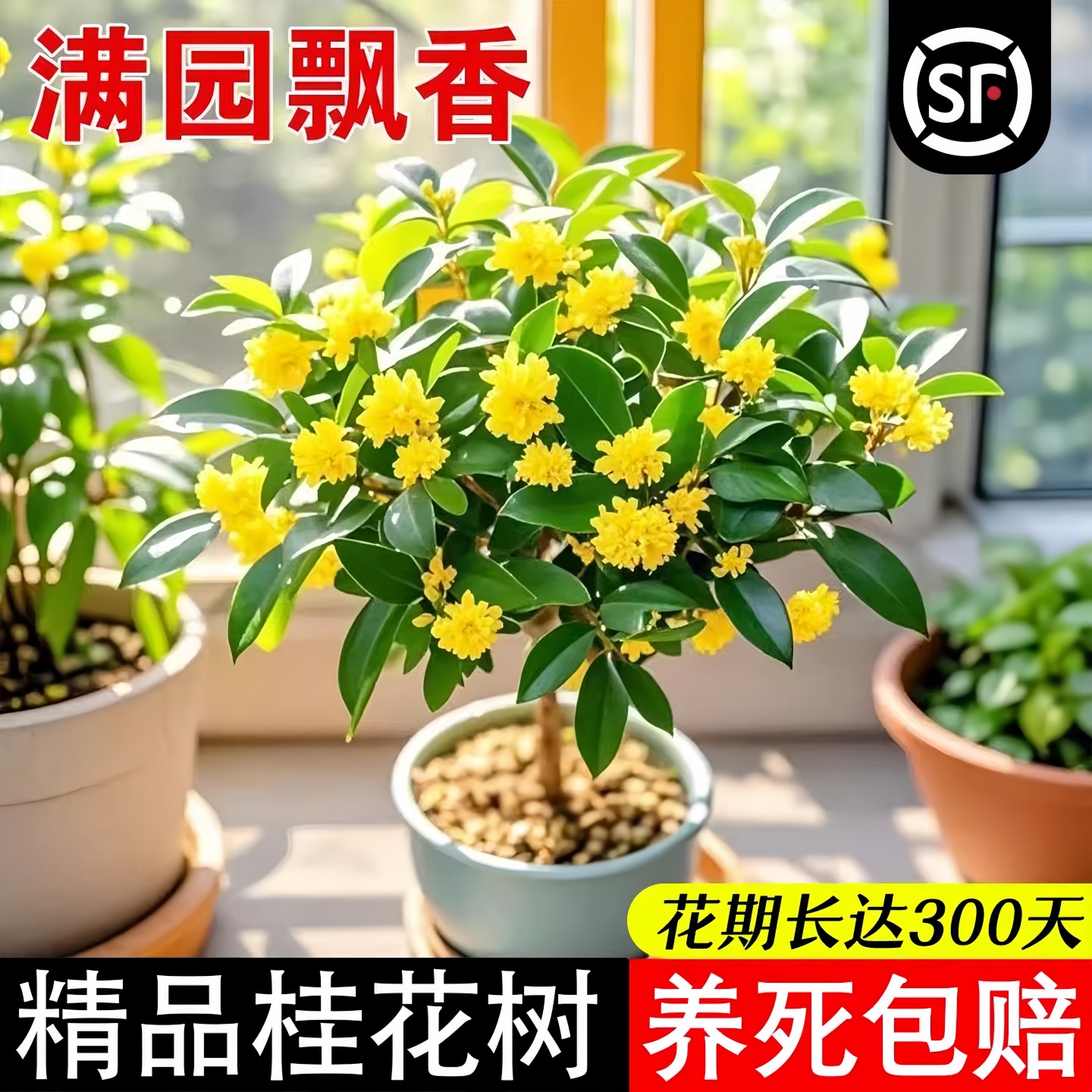 桂花树苗四季桂盆栽可食用开花