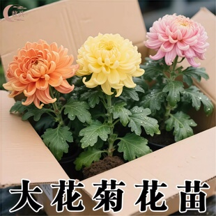 重瓣大花菊花苗盆栽四季 开花阳台庭院花卉易活耐寒多色好养带花苞