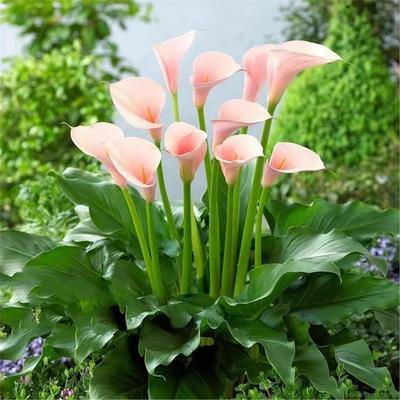 进口彩色马蹄莲种球花卉盆