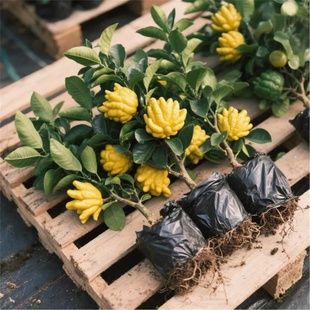 佛手柑盆栽带叶金华佛手树苗瓜苗盆景可食用植物阳台庭院花卉绿植