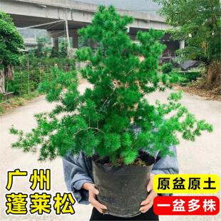 蓬莱松盆栽室内办公室桌面盆景客厅招财绿植迎客松金钱树四季常青