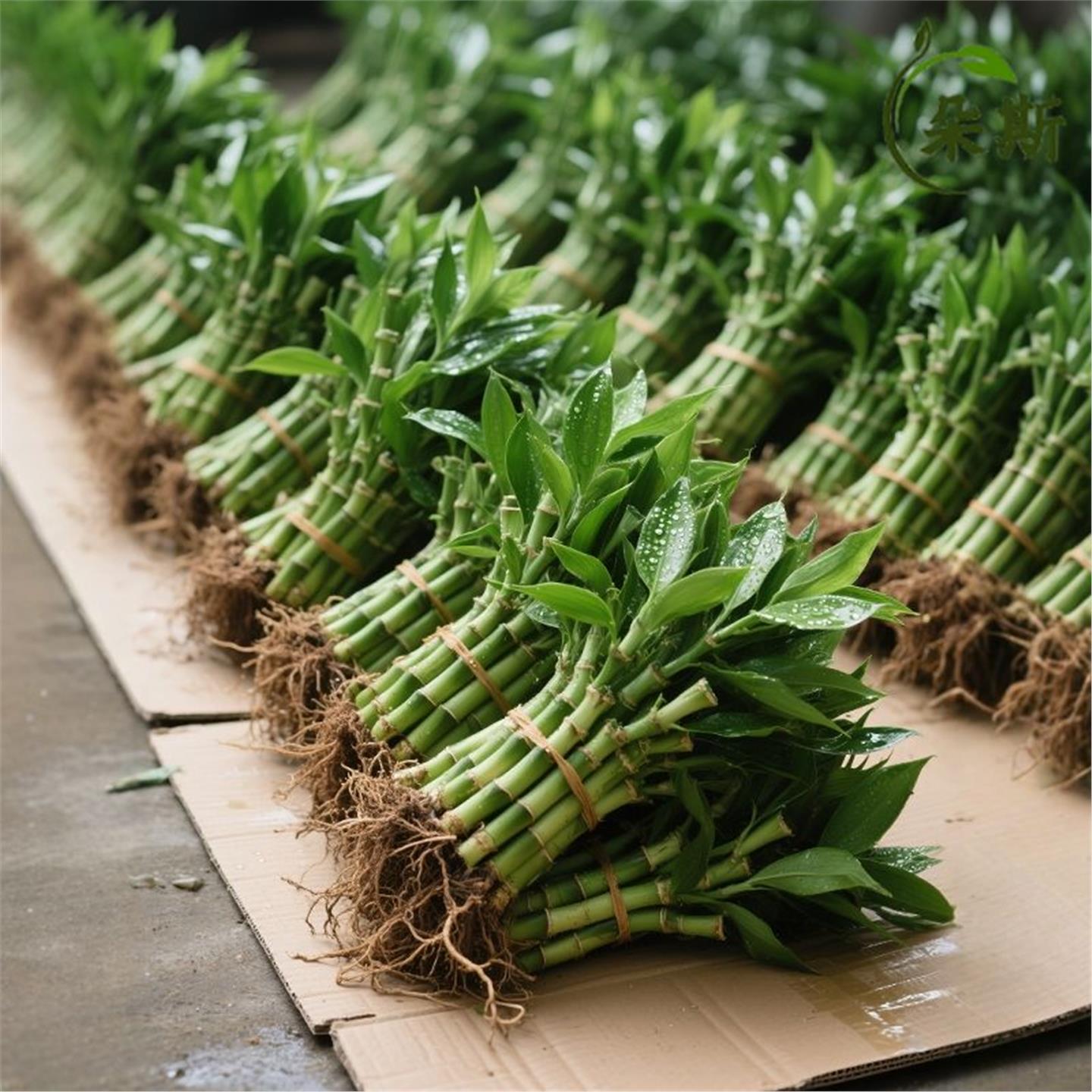 带根富贵竹水培荷花文昌竹盆栽