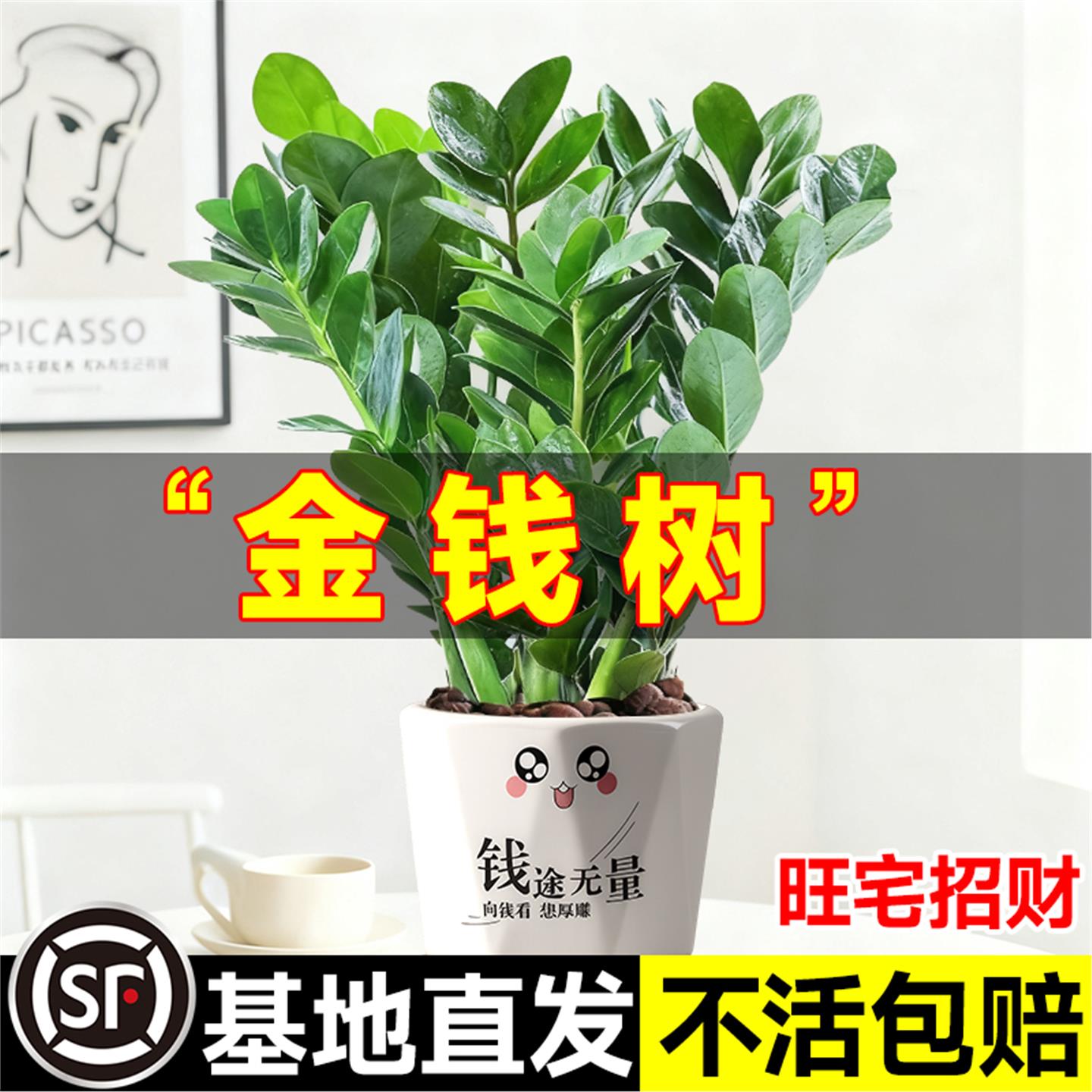 招财金钱树盆栽植物好养易活客厅