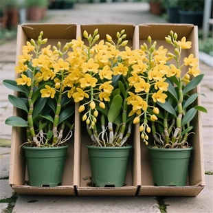 石斛兰花盆栽精品白泼墨石斛现带花苞室内阳台花卉四季兰花花期长