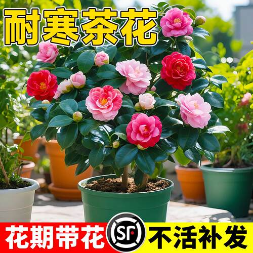 四季香妃茶花盆栽带苞五色