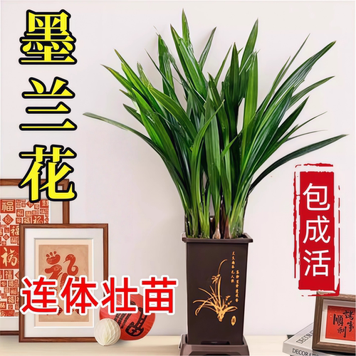 墨兰花盆栽精品大苗客厅室