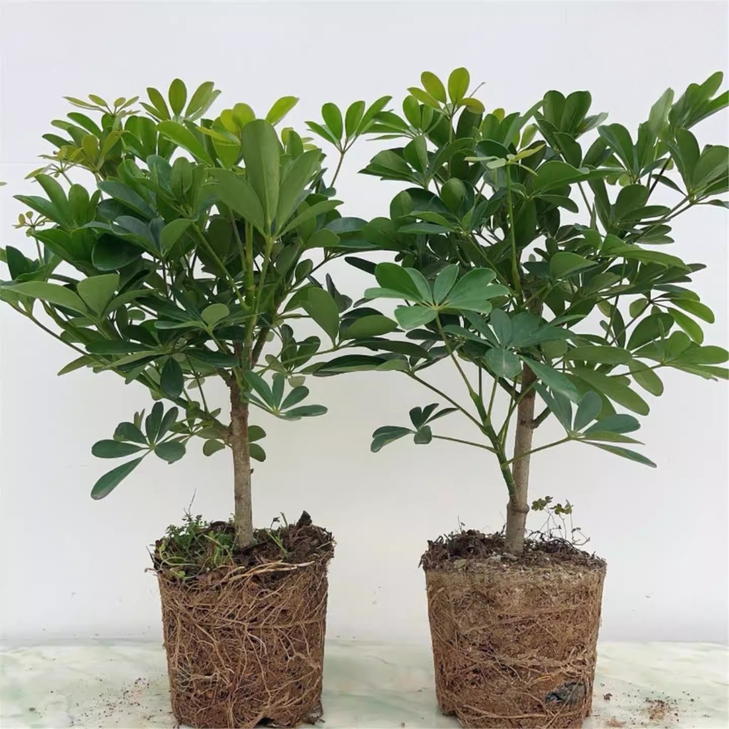 鸭脚木室内常青庭院室内发财树苗