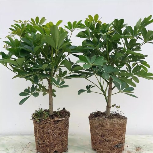 鸭脚木室内常青庭院室内发财树苗