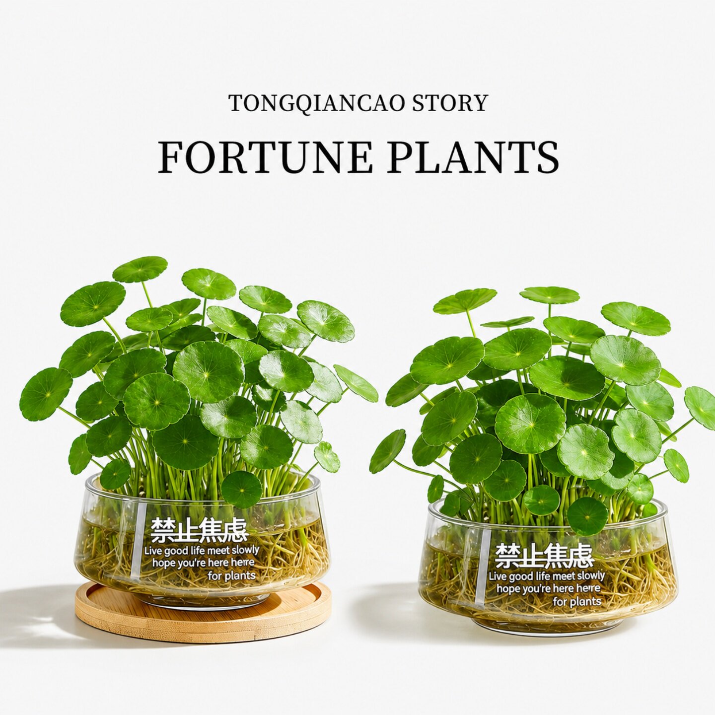 铜钱草盆栽水培植物室内四季常绿好养绿植办公室桌面招财植物