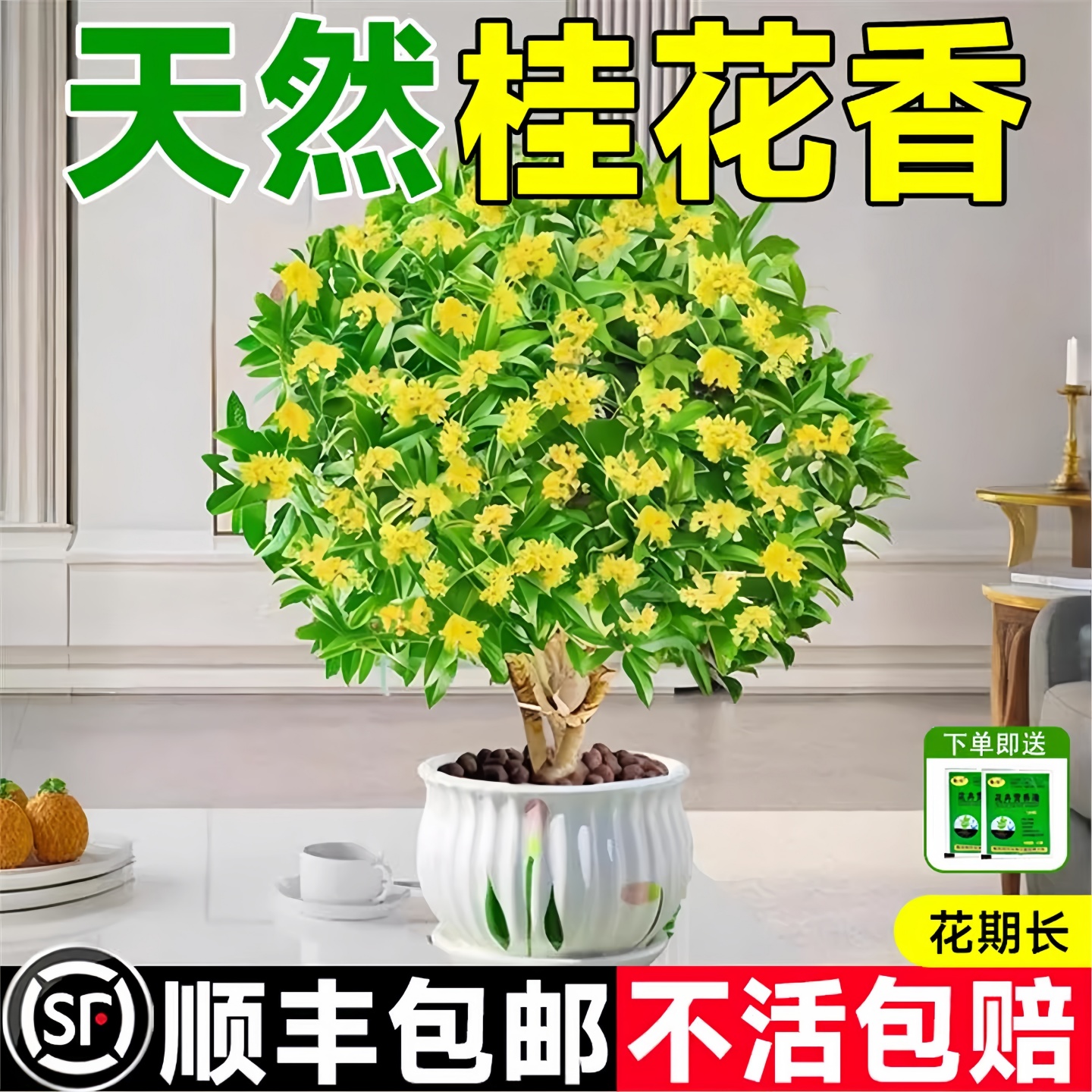 四季桂花树苗盆栽植物可食用好养