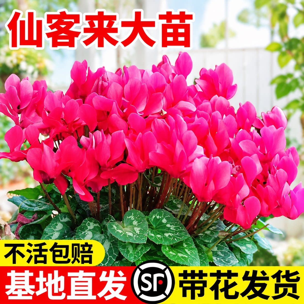 仙客来盆栽带花苞重瓣大花苗 室内客厅年宵花卉 易养活观花植物