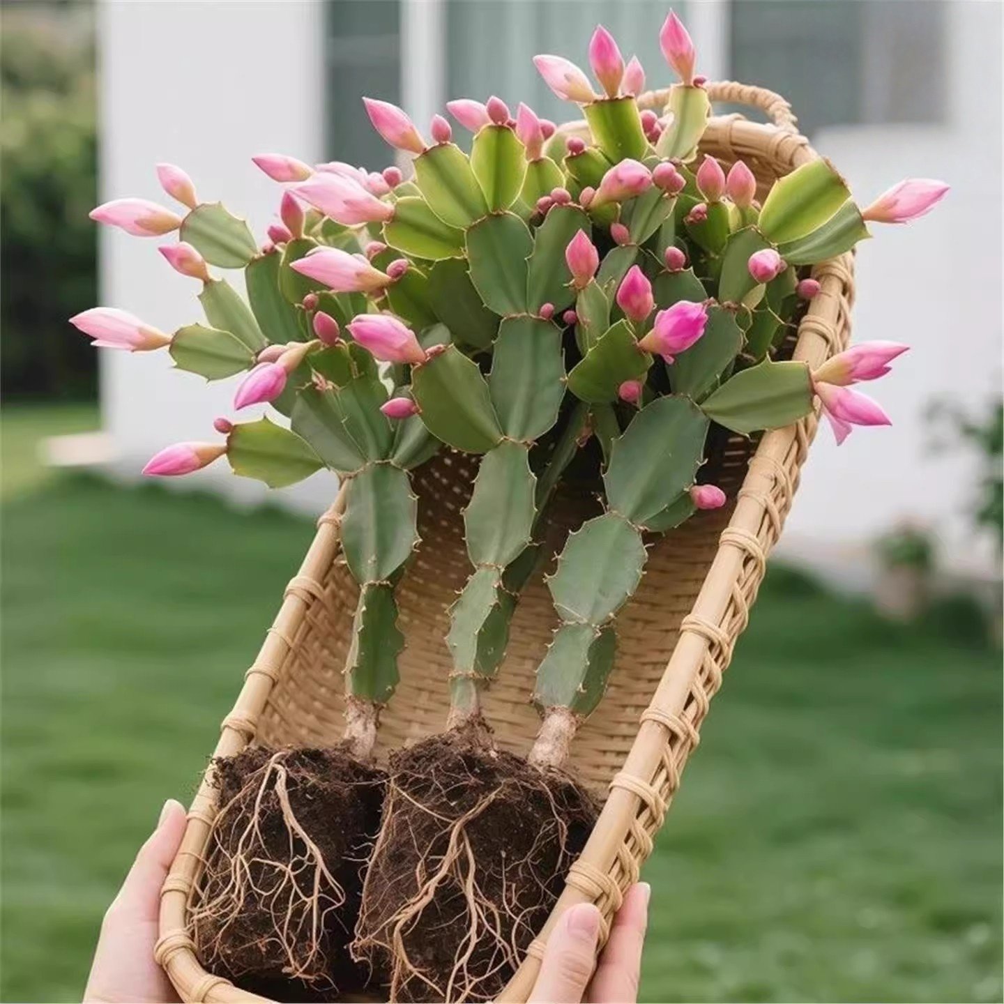 蟹爪兰带花苞大苗花卉盆栽室内阳台办公带根土好养活植物四季耐寒,鲜花速递/花卉仿真/绿植园艺,红掌/凤梨/温室花卉,淘宝优惠券,粉丝福利购,淘宝优惠卷