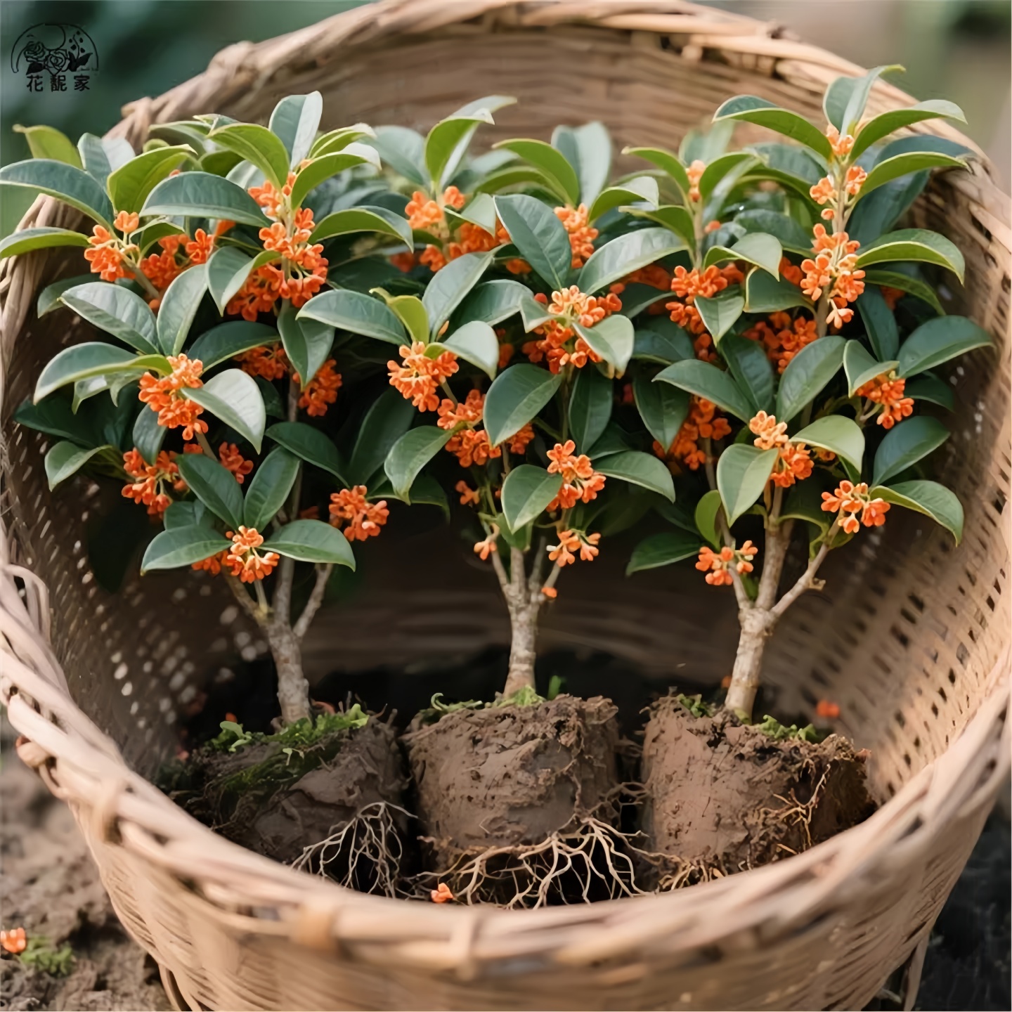 四季桂花浓香型盆栽丹桂树苗金桂