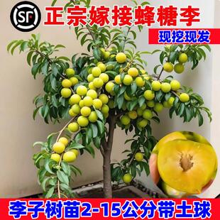正宗嫁接蜂糖李子树苗新品种冰糖李子特大号南方北方种植果树果苗