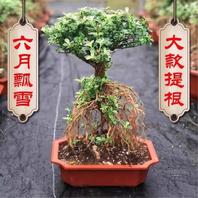金边提根六月雪盆景桌面造