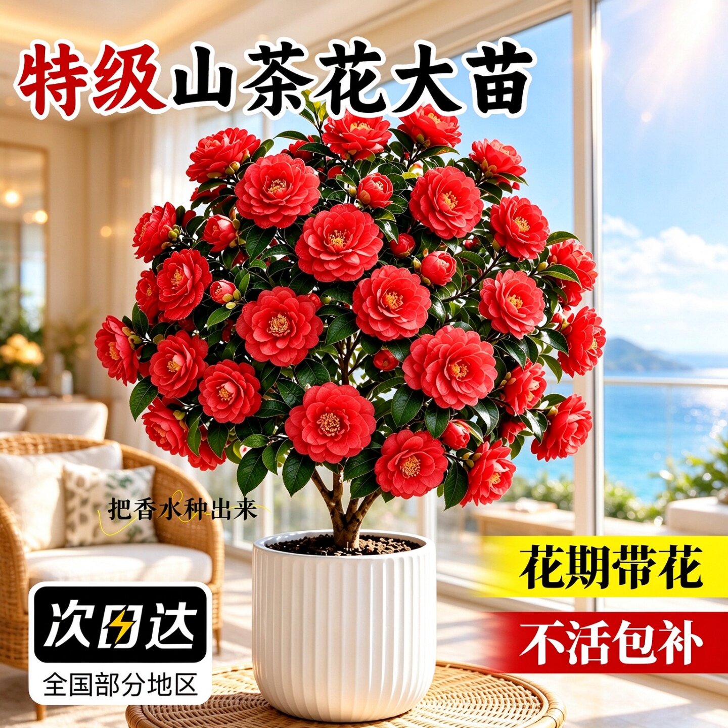 特级香妃茶花树苗带花苞发货盆栽耐寒好养绿植庭院阳台四季常花开