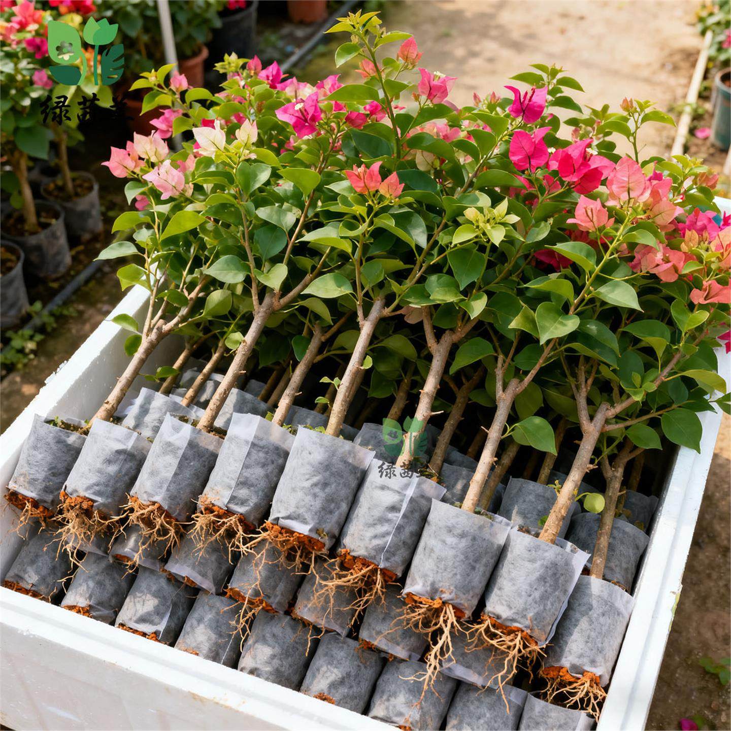 重瓣三角梅盆栽带花老桩大苗室内外爬藤植物红梅花卉四季多季开花,鲜花速递/花卉仿真/绿植园艺,时令草本花卉,淘宝优惠券,粉丝福利购,淘宝优惠卷