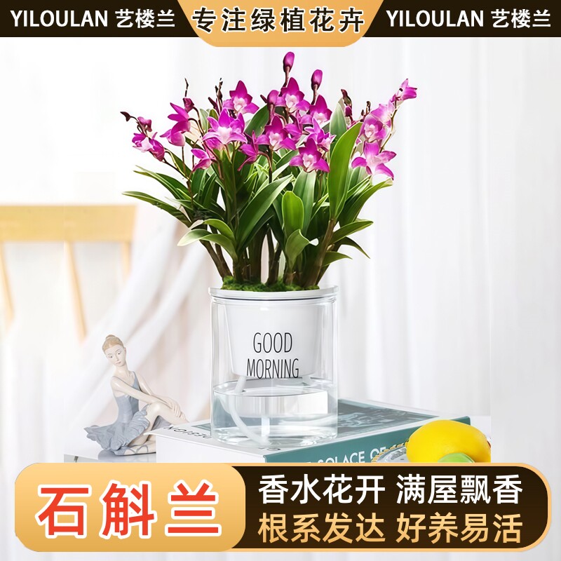 澳洲香水石斛兰花卉绿植盆栽水培植物办公室内花苗好养活四季观赏