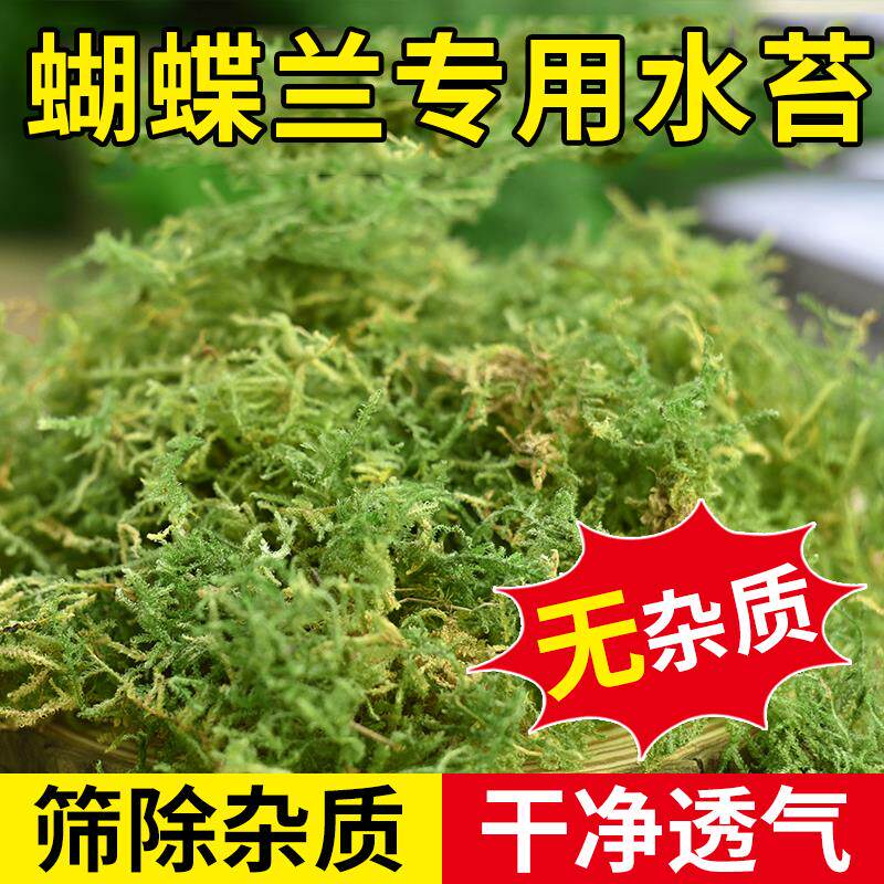 蝴蝶兰专用水苔纯天然干苔藓兰花石斛种植营养土青苔乌龟爬宠垫材