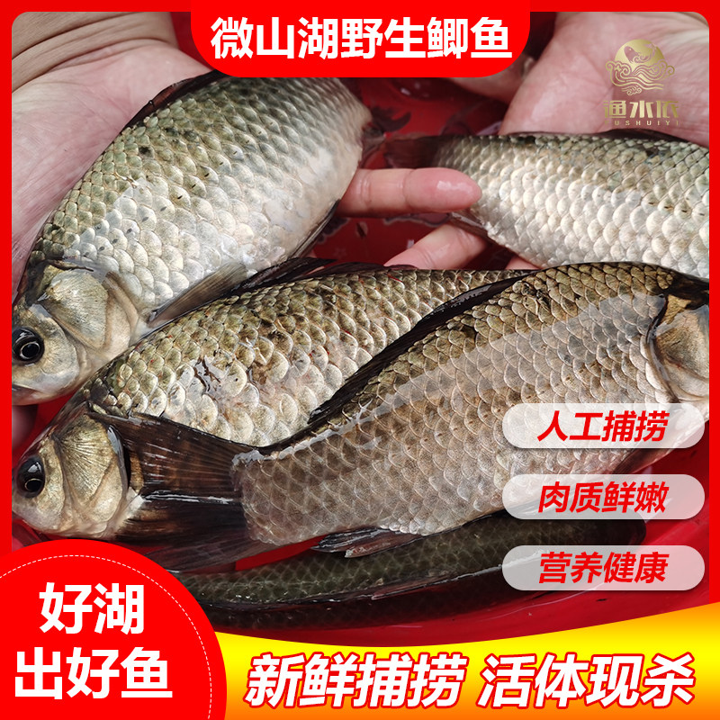 微山湖野捕鲫鱼活鱼现杀包鲜到家