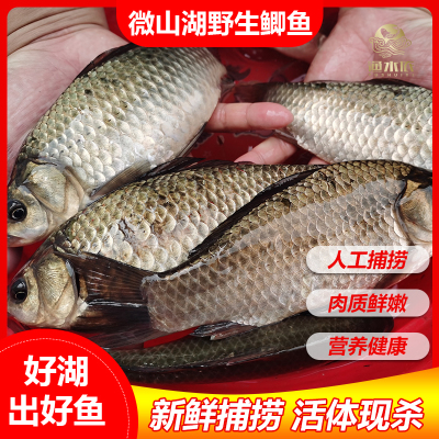 微山湖野捕鲫鱼活鱼现杀包鲜到家