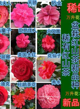盆栽红色茶花 佛那礼 红玉迪克大海伦 法兰范丹迪克 太阳祭祀美千
