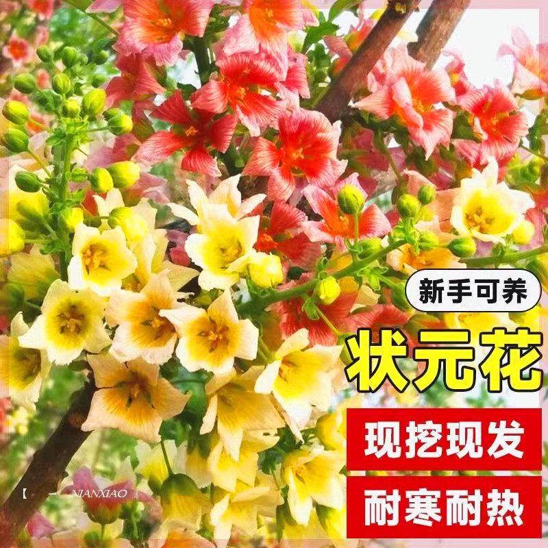 文冠花树苗浓香型花卉状元花苗耐寒庭院地栽风景树状元花阳台盆栽,鲜花速递/花卉仿真/绿植园艺,行道树/乔木,淘宝优惠券,粉丝福利购,淘宝优惠卷