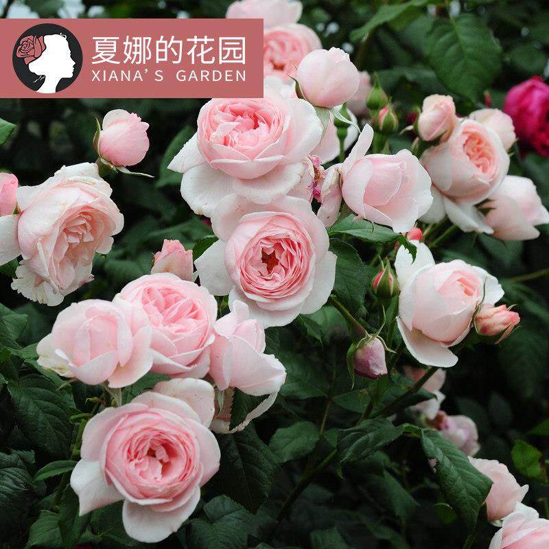 娜荷马爬藤月季花苗阳台庭院攀爬植物花卉多季开花浓香粉色藤本,鲜花速递/花卉仿真/绿植园艺,月季/蔷薇/玫瑰,淘宝优惠券,粉丝福利购,淘宝优惠卷