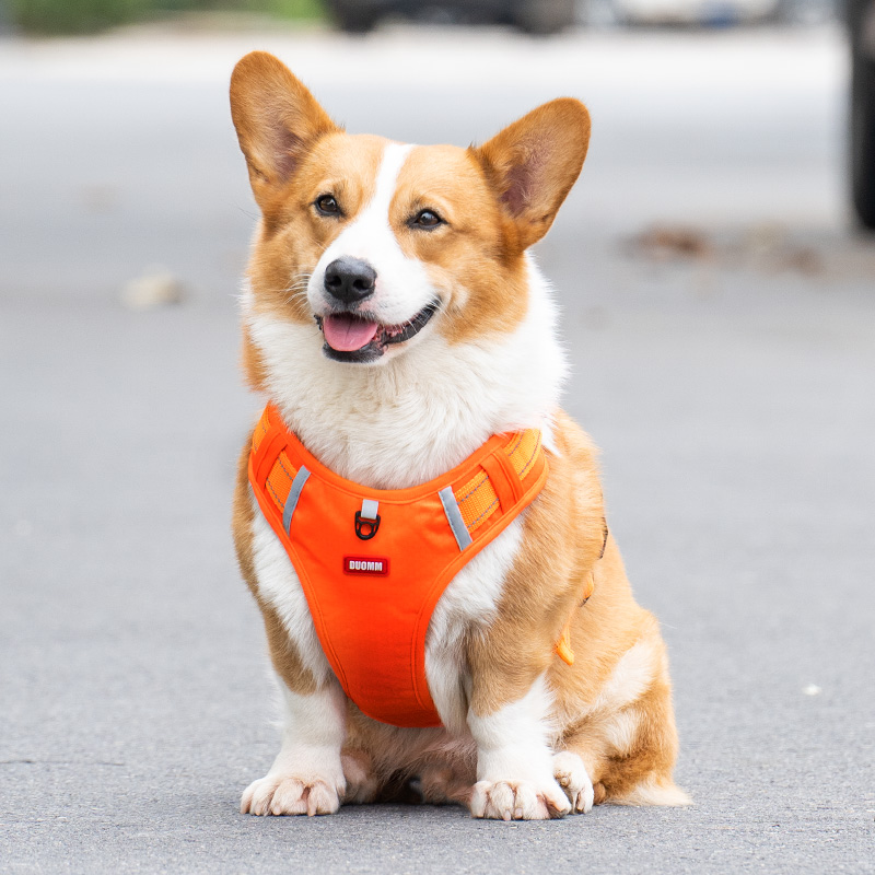 狗狗牵引绳柯基狗绳胸背带项圈宠物中型犬小型犬背心式狗链子遛狗