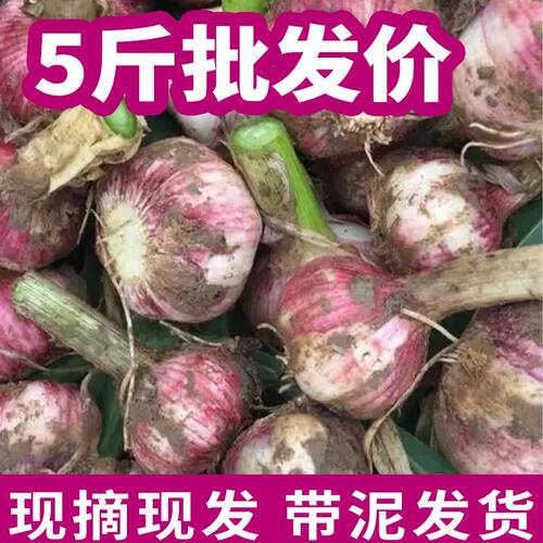 鲜蒜山东新鲜大蒜腌制糖蒜用蒜头农家直发饱满新鲜当季新蒜紫皮