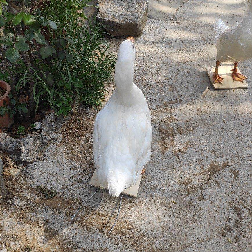 白鸭标本 大白鸭 教学标本制作展览动物标本 1:1制作标本拍摄道具,家居饰品,户外/庭院摆件,淘宝优惠券,粉丝福利购,淘宝优惠卷