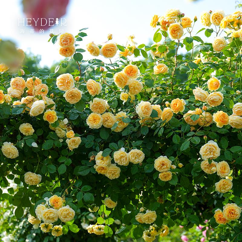 海蒂的花园玛格丽特王妃藤本月季花柱花架庭院爬藤花卉植物盆栽苗