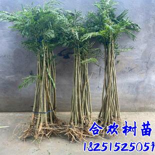 合欢树苗合欢苗绒花树苗芙蓉花树苗庭院花卉盆栽当年开花合欢苗