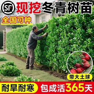 冬青树苗篱笆墙直立小叶黄杨庭院绿化植物室外风景树南北方种植树