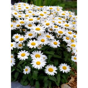 大滨菊盆栽白菊矮杆花园庭院花镜植物阳台耐热耐寒宿根多年生植物