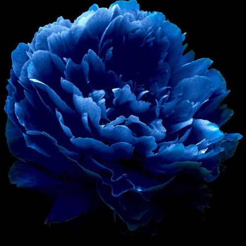 苏绣刺绣DIYi套件初学 蓝牡丹 手工 自学材料包 非成品