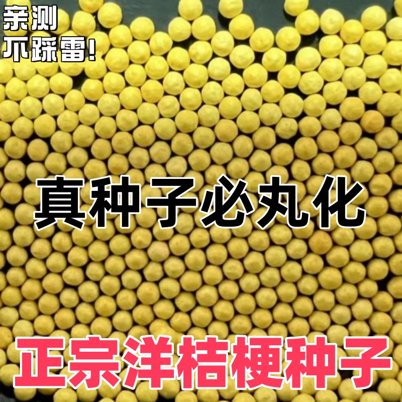 正宗进口洋桔梗种子籽