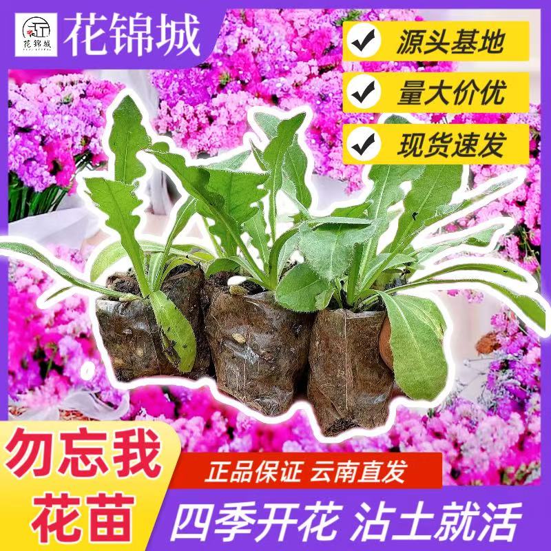 勿忘我花苗阳台庭院耐寒宿根花卉