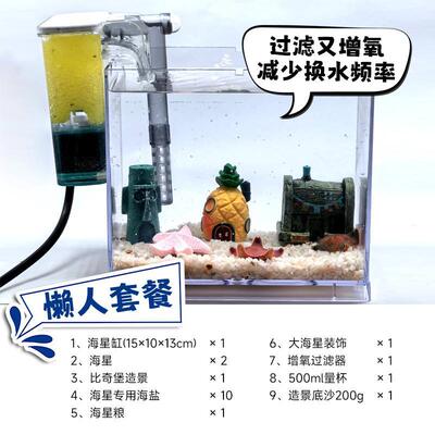小海星饲养套餐派大星活体宠物桌面鱼缸迷你海星活宠物小景观造景
