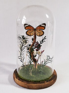 蝴蝶标本干花玻璃罩 收藏精品z昆虫标本摆件 七夕节礼物 天然造景