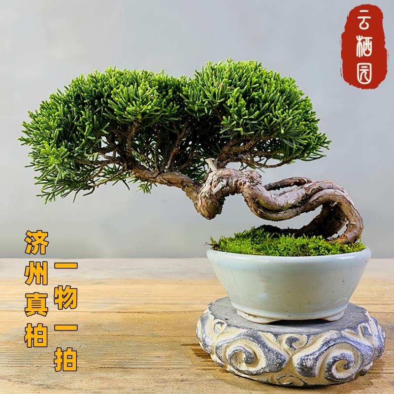 基地直供一物一拍济州真柏盆景室内植物盆栽办公室阳台绿植摆件