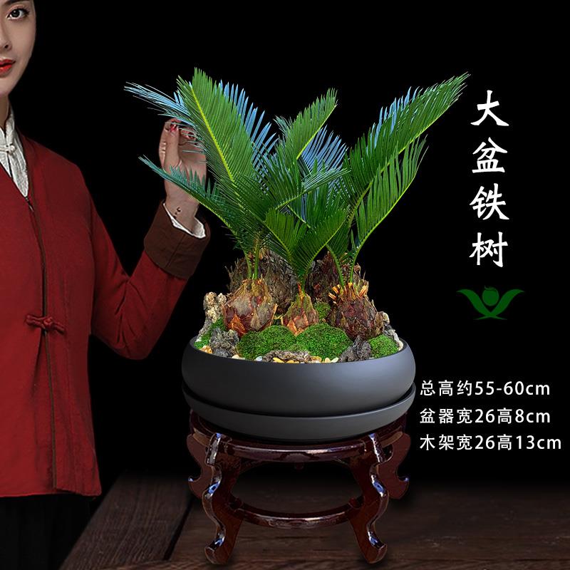 铁树盆栽大型植物室内好养办公绿植客厅桌面花卉盆景乔迁开业送礼