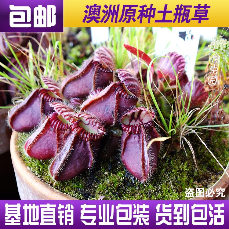 【原种土瓶草】澳洲食虫植物驱蚊草捕虫草捕蚊草趣味绿植盆栽包邮