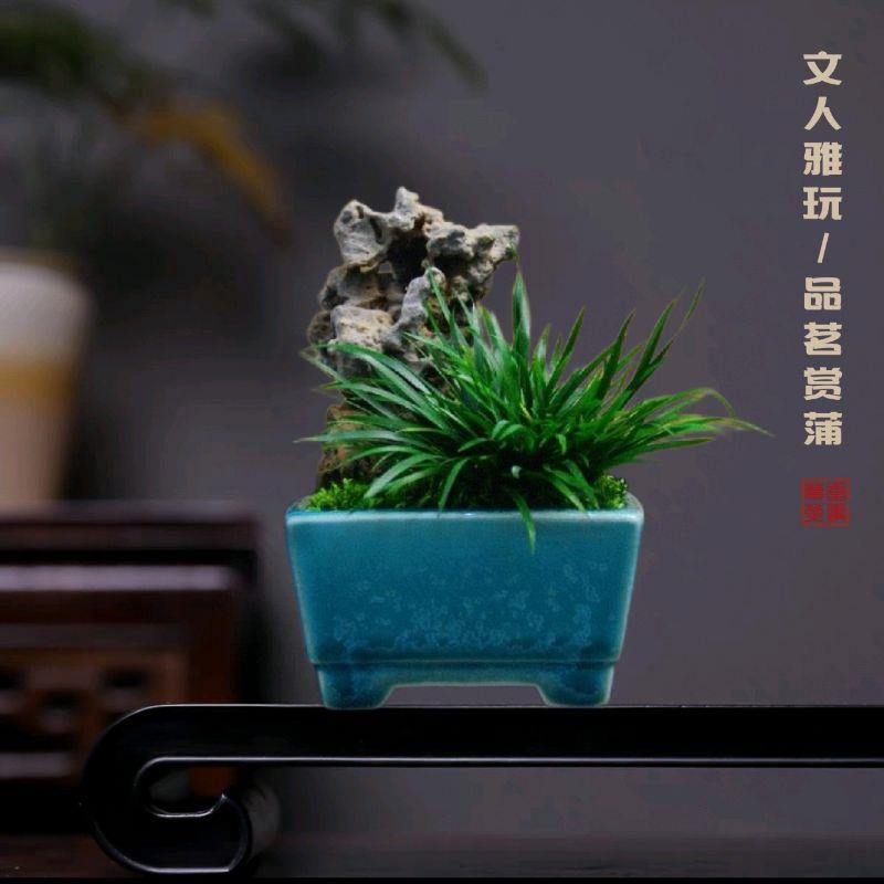 菖蒲盆景盆栽金钱虎须附石禅意绿植茶室办公室书房摆件文人雅玩