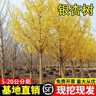 金葉銀杏樹苗白果活苗南方北方四季 種植綠化木行道樹庭院別墅大樹